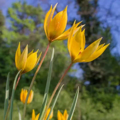 Tulipán lesní - Tulipa sylvestris - prodej cibulovin - 3 ks