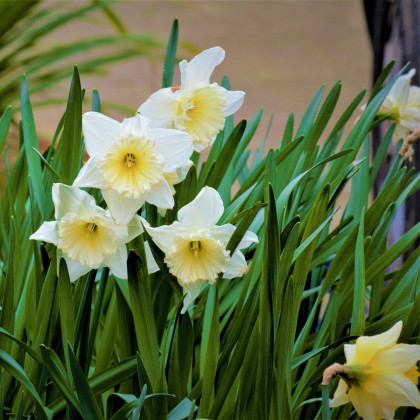 Narcis Mount Hood - Narcissus trumpet - prodej cibulovin - 3 ks
