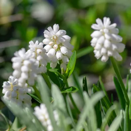 Modřenec bílý - Muscari aucheri - prodej cibulovin - 5 ks