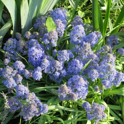 Modřenec Blue Spike - Muscari aucheri - prodej cibulovin - 5 ks