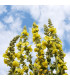 BIO Divizna velkokvětá - Verbascum densiflorum - prodej bio semen - 300 ks