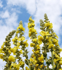 BIO Divizna velkokvětá - Verbascum densiflorum - prodej bio semen - 300 ks