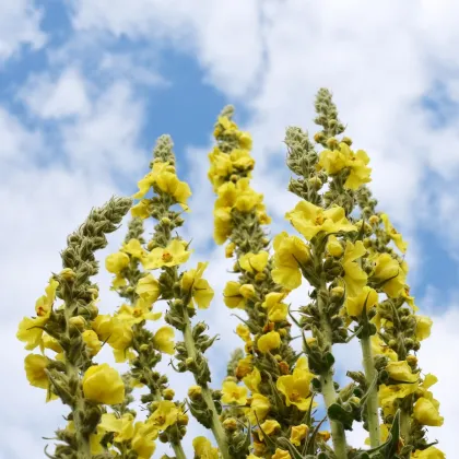 BIO Divizna velkokvětá - Verbascum densiflorum - prodej bio semen - 300 ks