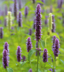 BIO Agastache fenyklová - Agastache foeniculum - prodej bio semen - 100 ks