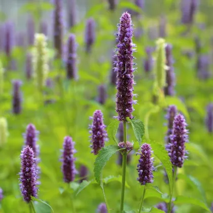 BIO Agastache fenyklová - Agastache foeniculum - prodej bio semen - 100 ks