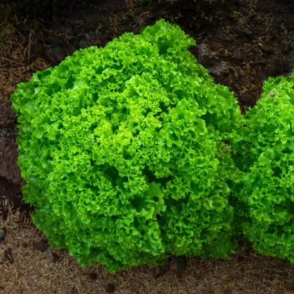 BIO Salát listový Lollo Bionda Limeira - Lactuca sativa - prodej bio semen - 20 ks