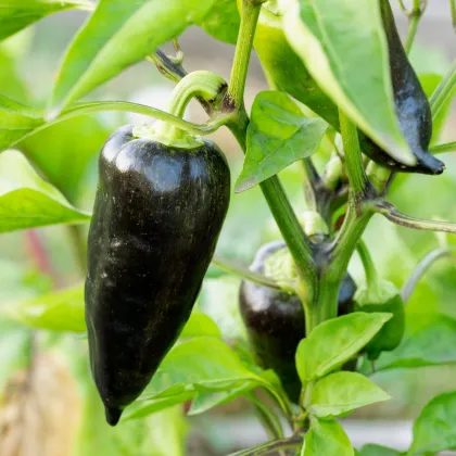 Paprika Black Knight F1 - Capsicum annuum - prodej semen - 7 ks