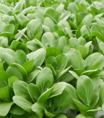 Pak Choi Atari F1 - Brassica rapa chinensis - prodej semen - 50 ks