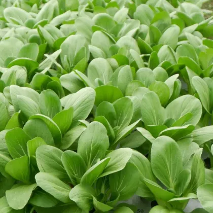 Pak Choi Atari F1 - Brassica rapa chinensis - prodej semen - 50 ks