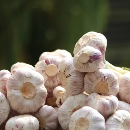 Sadbový česnek Anton - Allium sativum - nepaličák - prodej cibulí česneku - 1 balení