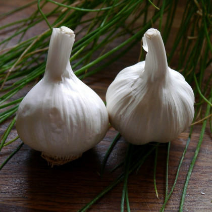 Sadbový česnek Havel - Allium sativum - paličák - prodej cibulí česneku - 1 balení