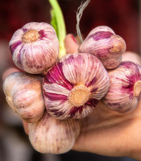 Sadbový česnek Slavin II - Allium sativum - paličák - prodej cibulí česneku - 1 balení