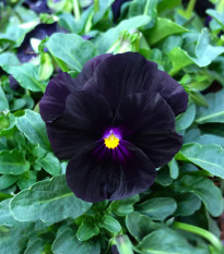 Violka rohatá Back to Black - Viola cornuta - prodej semen - 120 ks