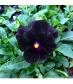 Violka rohatá Back to Black - Viola cornuta - prodej semen - 120 ks