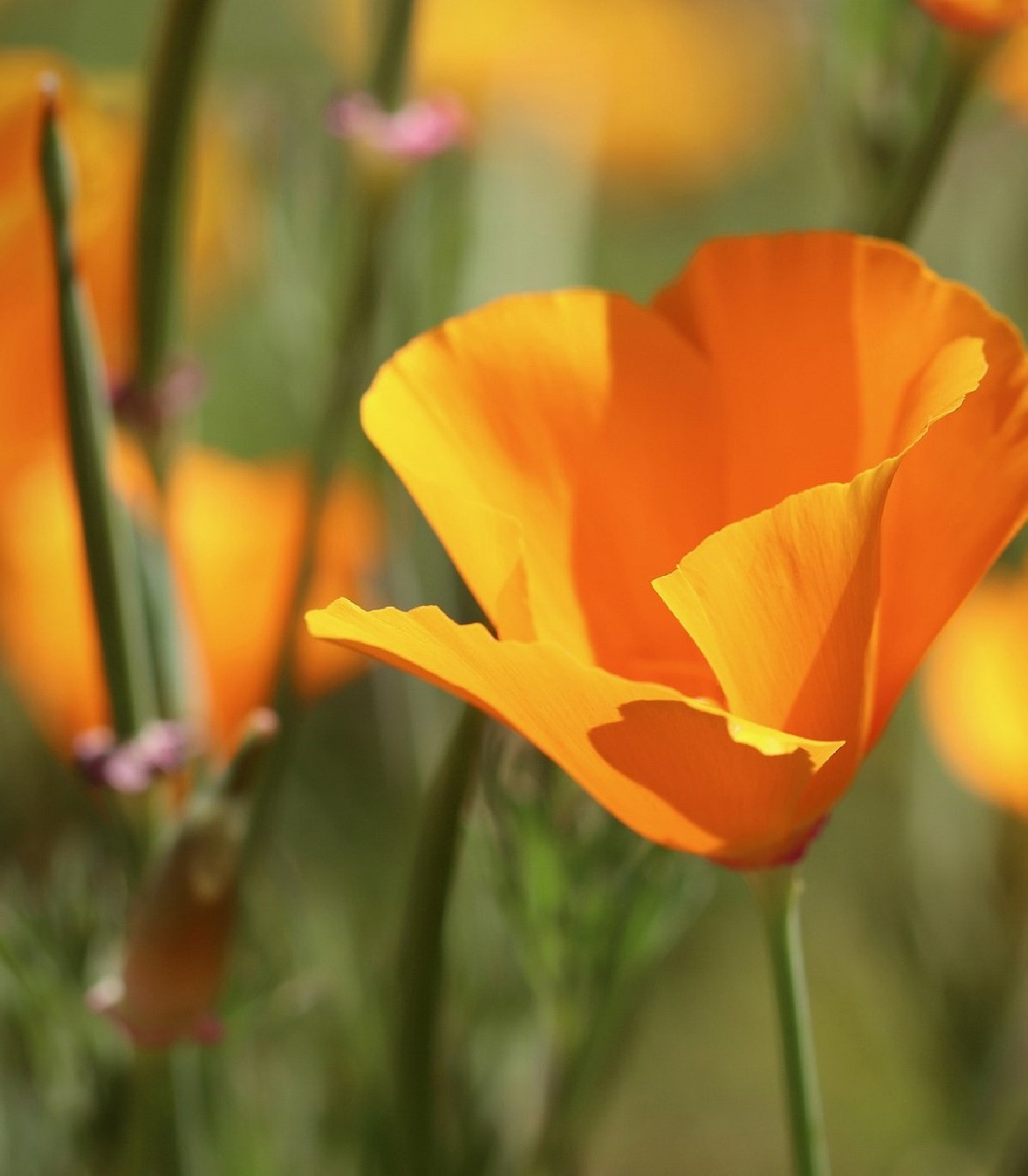 Sluncovka kalifornská oranžová - Eschscholzia californica - prodej semen - 200 ks