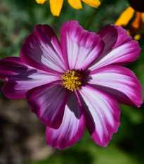 Krásenka zpeřená Fizzy Rose - Cosmos bipinnatus - prodej semen - 80 ks