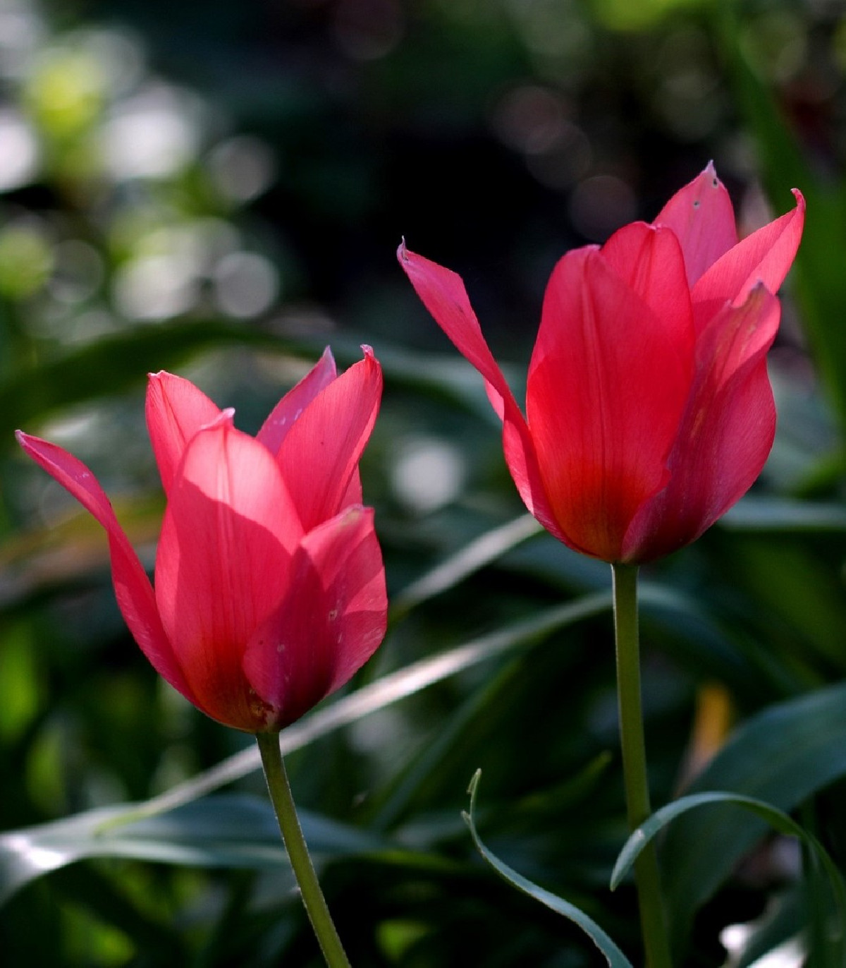 Tulipán Toronto - Tulipa - prodej cibulovin - 3 ks