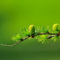 Modřín opadavý - Larix decidua - prodej semen - 10 ks