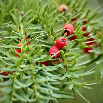 Tis červený - Taxus baccata - prodej semen - 5 ks