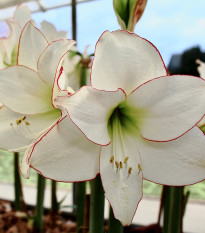 Hvězdník Picotee - Hippeastrum - prodej cibulovin - 1 ks