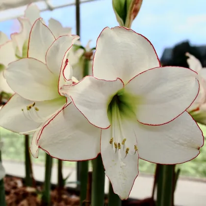 Hvězdník Picotee - Hippeastrum - prodej cibulovin - 1 ks