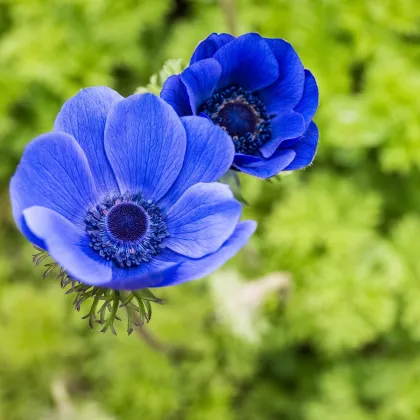 Sasanka Mr. Fokker - Anemone coronaria - prodej cibulovin - 3 ks