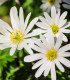 Sasanka vábná White Splendour - Anemone blanda - prodej cibulovin - 3 ks