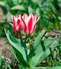 Tulipán Pinocchio - Tulipa - prodej cibulovin - 3 ks