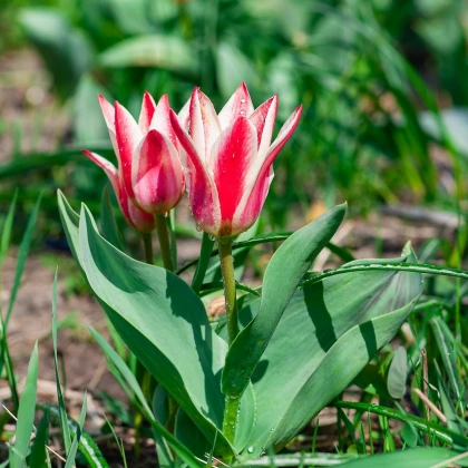 Tulipán Pinocchio - Tulipa - prodej cibulovin - 3 ks