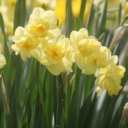 Narcis Cheerfulness - Narcissus - prodej cibulovin - 3 ks