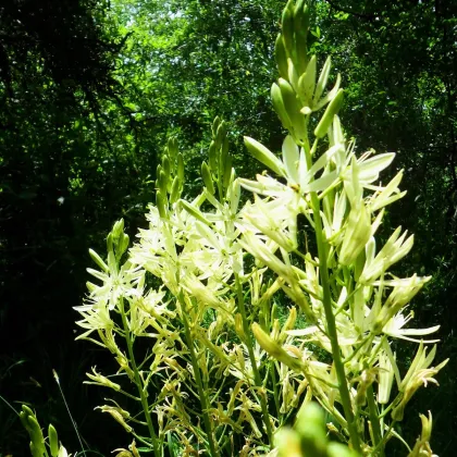 Ladoník bílý - Camassia alba - prodej cibulovin - 2 ks