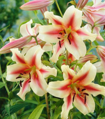 Lilie Lavon - Lilium - prodej cibulovin - 1 ks