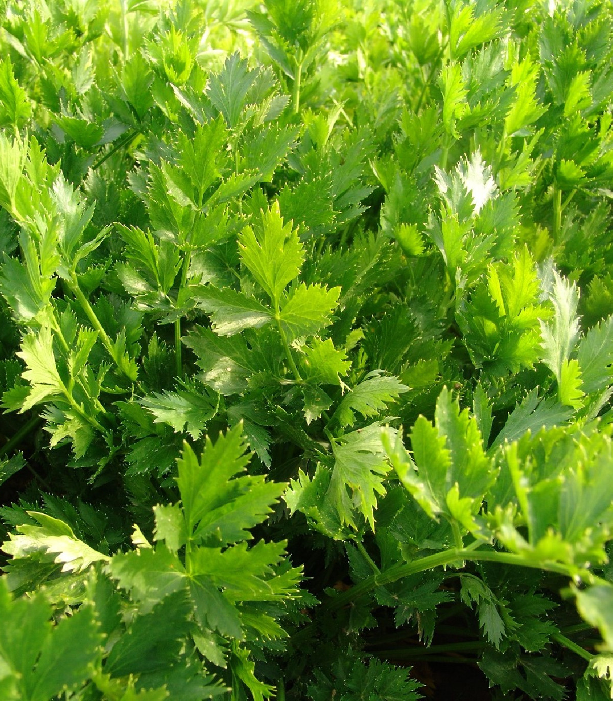 Celer listový jemný - Apium graveolens - prodej semen - 1 g
