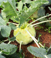 Kedluben bílý pozdní Gigant - Brassica oleracea - prodej semen - 100 ks