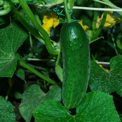 Okurka nakládačka Charlotte F1 - Cucumis sativus - prodej semen - 6 ks