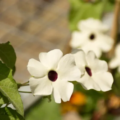 Smatovka křídlatá bílá - Thunbergia alata - prodej semen - 15 ks