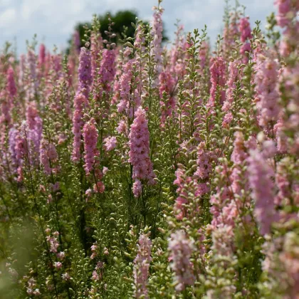 Stračka růžová - Delphinium solida - prodej semen - 100 ks