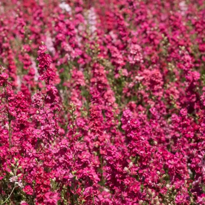 Stračka Carmine King - Delphinium imperialis - prodej semen - 100 ks