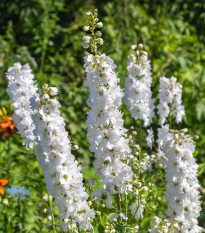 Stračka bílá - Delphinium solida - prodej semen - 100 ks