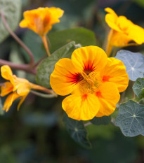 Lichořeřišnice větší Alaska Ladybird - Tropaeolum majus - prodej semen - 10 ks