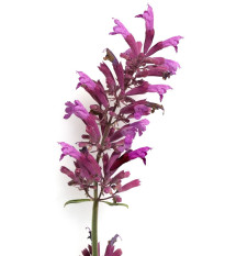 Agastache vřesová královna - Agastache cana - prodej semen - 30 ks