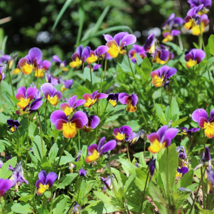 Violka rohatá Sorbet Antique shades - Viola cornuta - prodej semen - 20 ks
