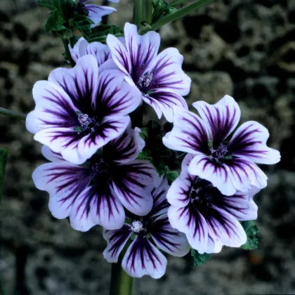 Sléz lesní Zebrina - Malva sylvestris - prodej semen - 50 ks