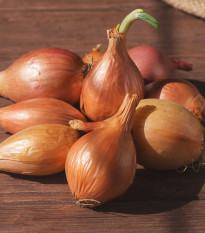 Cibule sazečka ozimá Shakespeare - Allium cepa - prodej cibulek - 250 g