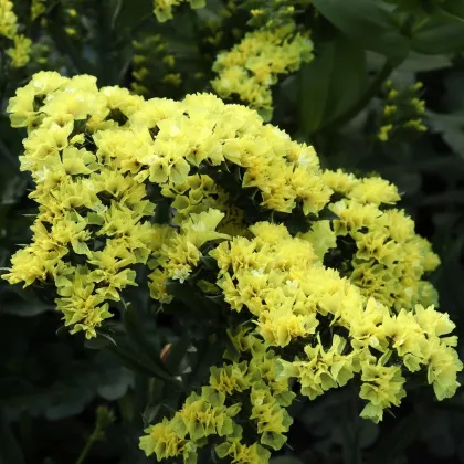 Limonka chobotnatá žlutá - Limonium sinuatum - prodej semen - 30 ks