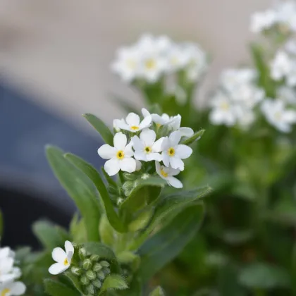 Pomněnka lesní Snowsylva - Myosotis sylvatica - prodej semen - 60 ks