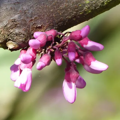 Zmarlika Jidášova - Cercis siliquastrum - prodej semen - 6 ks