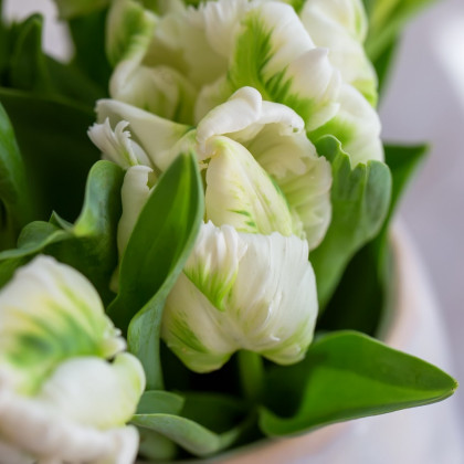 Tulipán White Rebel - Tulipa - prodej cibulovin - 3 ks
