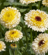 Měsíček lékařský Ivory Princess - Calendula officinalis - prodej semen - 40 ks