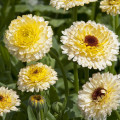 Měsíček lékařský Ivory Princess - Calendula officinalis - prodej semen - 40 ks